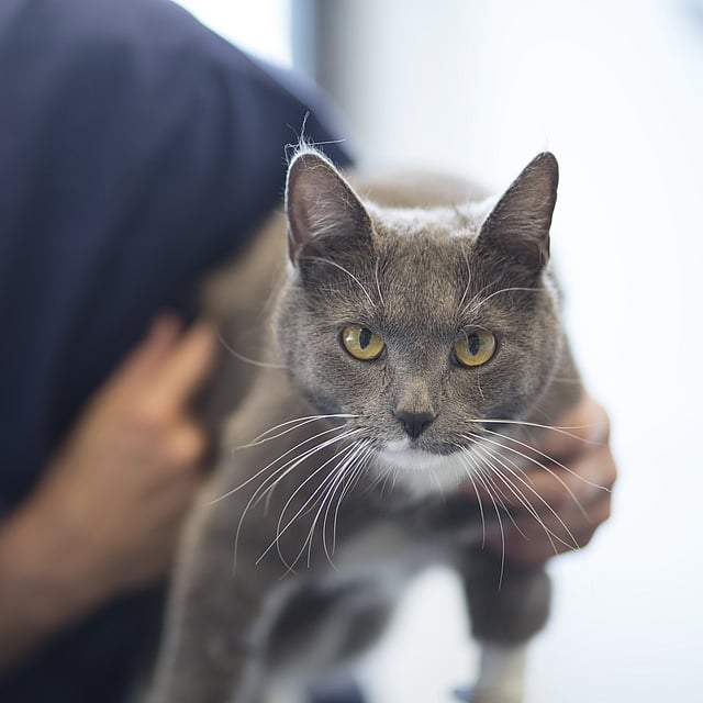 Een persoon die een kat aait.