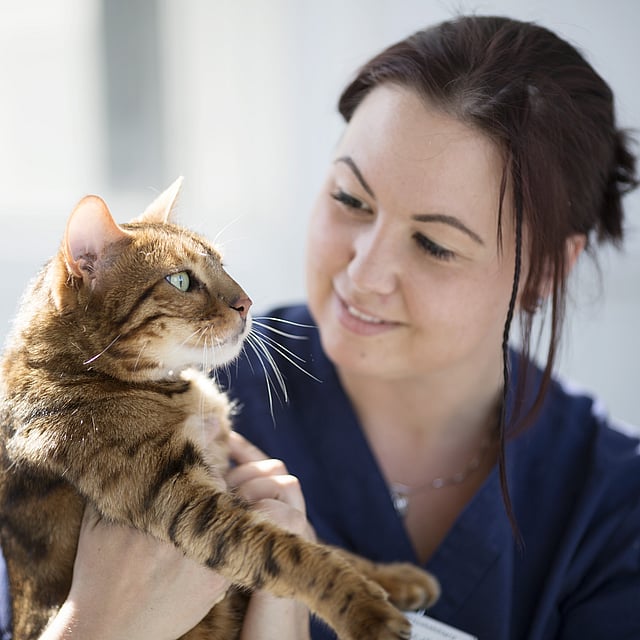 Een persoon die een kat vasthoudt.