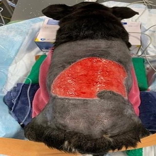 Een hond met een rode vlek op zijn rug.