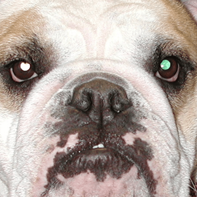Een close-up van het gezicht van een hond.