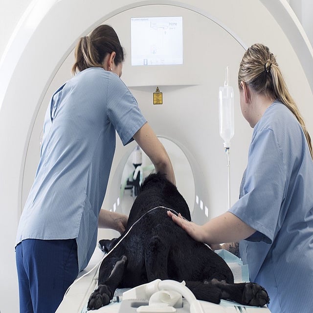 Een hond die door een dierenarts wordt onderzocht.