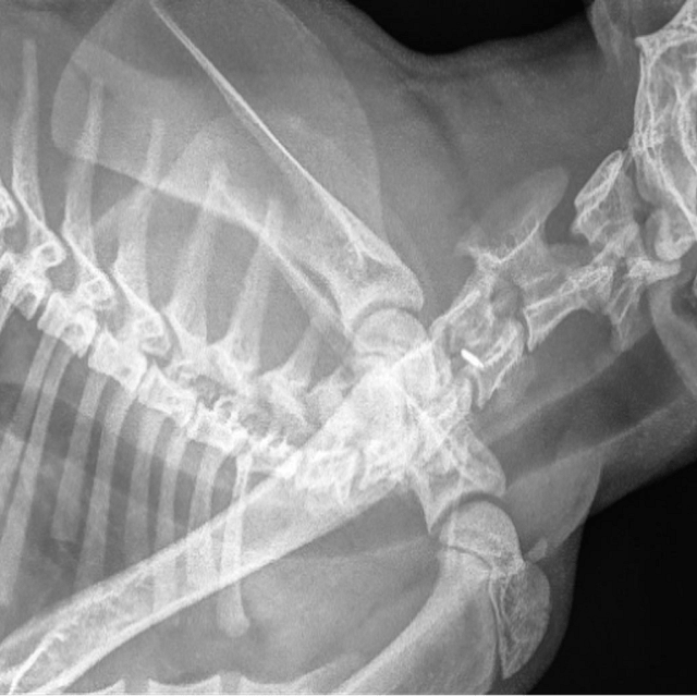 Röntgenstraal van een hond.