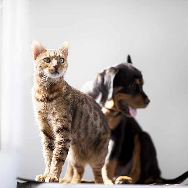 Een kat en een hond die elkaar bekijken.