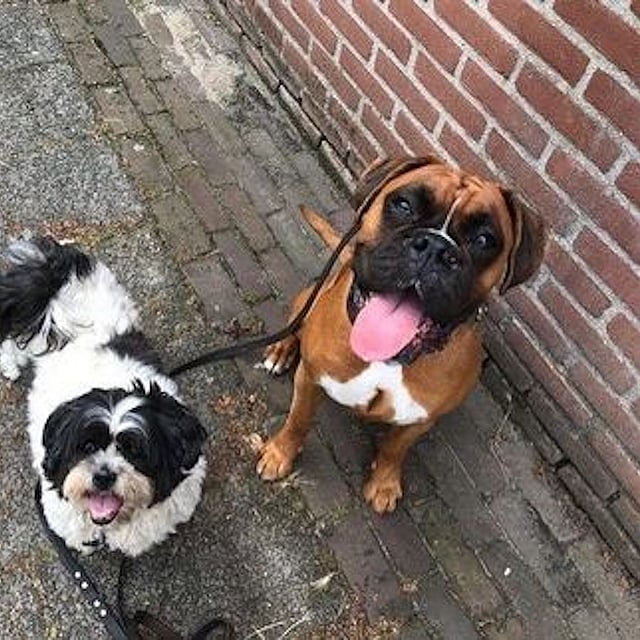 twee honden