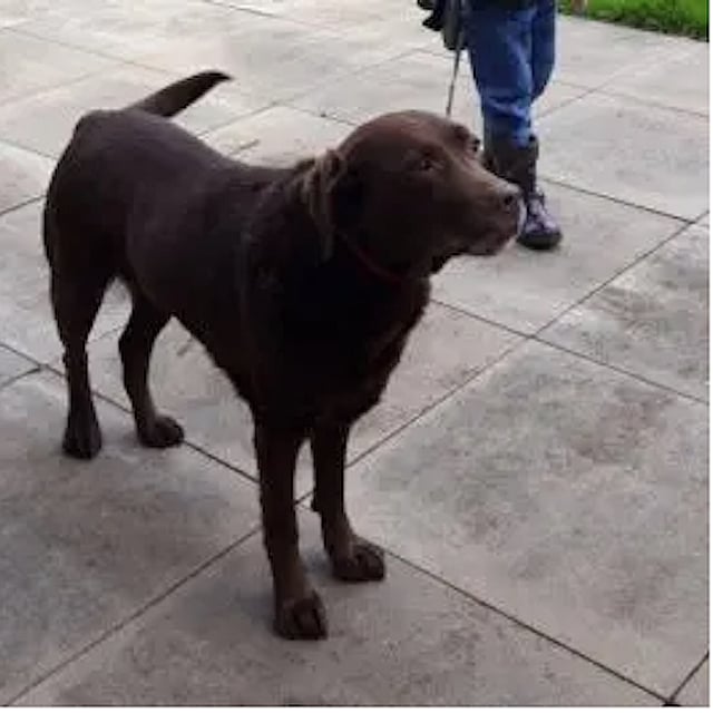 Labrador