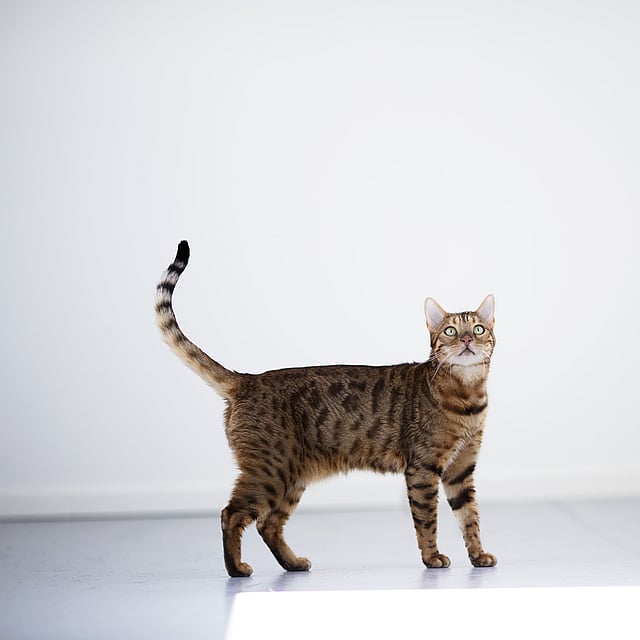 Een kat die zich op een wit oppervlak bevindt.