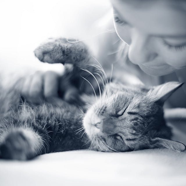 Een persoon die een kat aait.