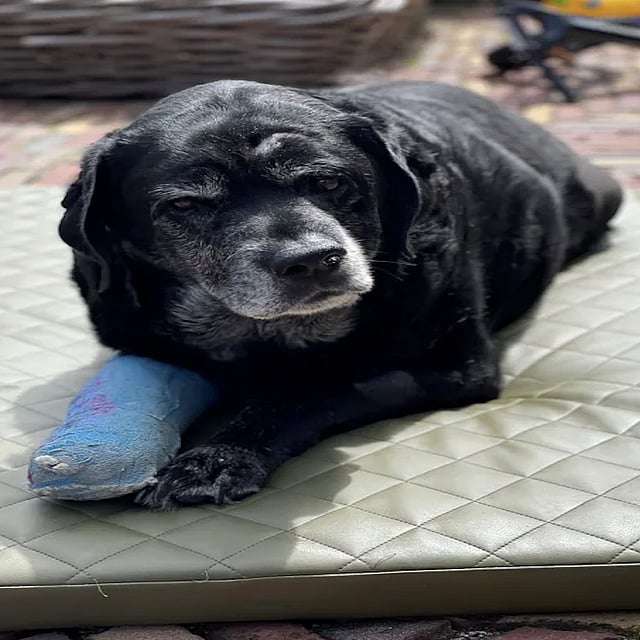 Een hond liggend op een matras.