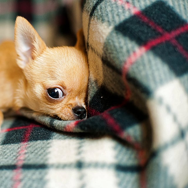 Een kleine hond die op een deken ligt.