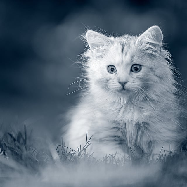 Een kat die in het gras zit.