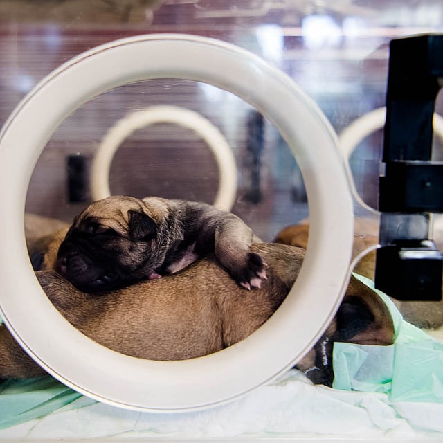 Een puppy liggend op de rug van een hond in een kooi.