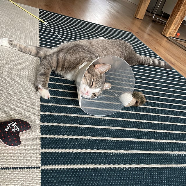 Een kat met een kegel op zijn kop.