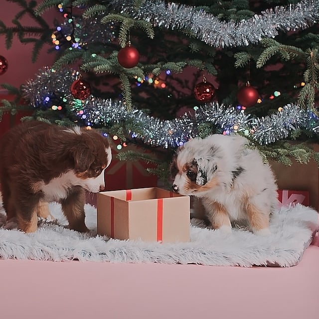 Twee puppy's die een geschenk onder een kerstboom bekijken.