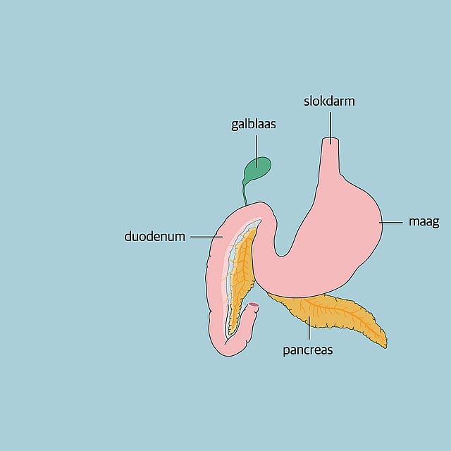 Een diagram van een maag.