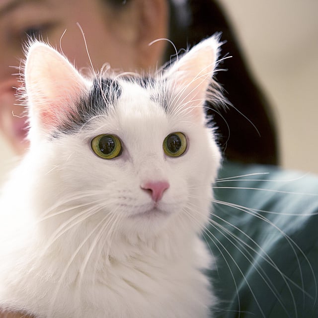 Een persoon die een kat vasthoudt.