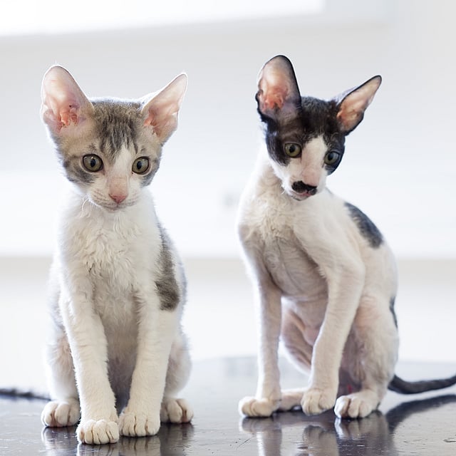 Twee katten die op een tafel zitten.