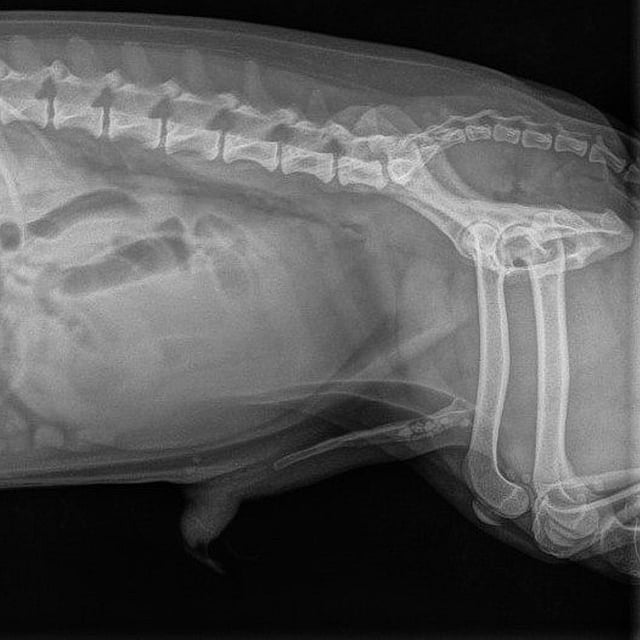 Een röntgenfoto van een kat.