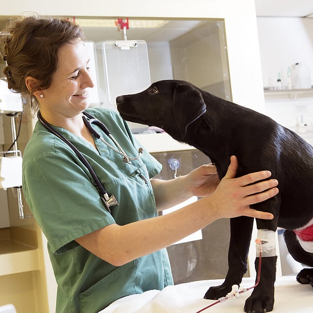 Een persoon die een hond vasthoudt.
