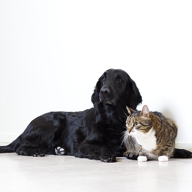 Een hond en een kat die op de vloer liggen.