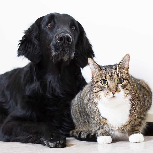 Kat en hond