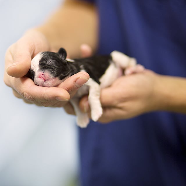 Een persoon die een kleine zwart-witte puppy vasthoudt.