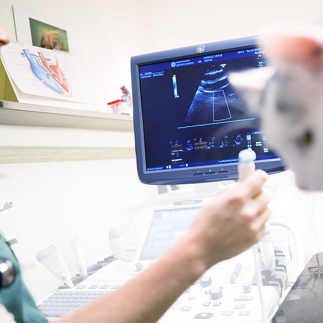 Een kat die een computerscherm bekijkt.