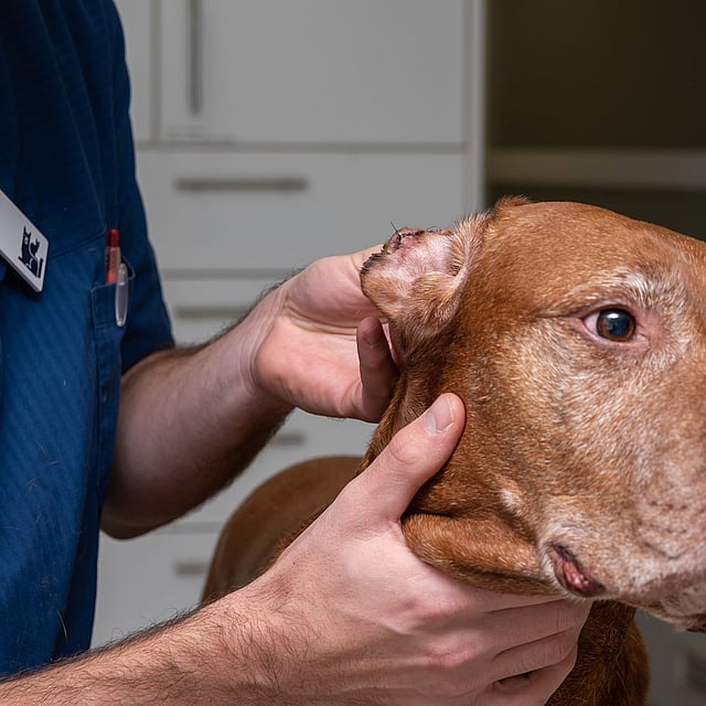 Een persoon die een hond vasthoudt.