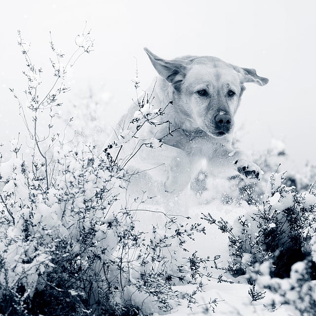 Een hond die door de sneeuw loopt.