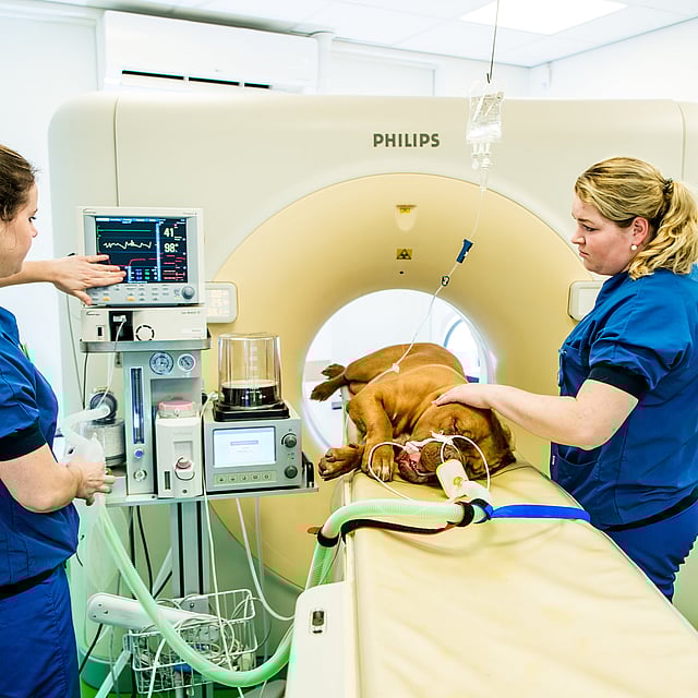 Een hond die door een arts wordt onderzocht.