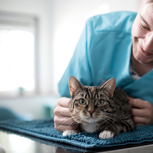 Een persoon in een blauw shirt die een kat aait.