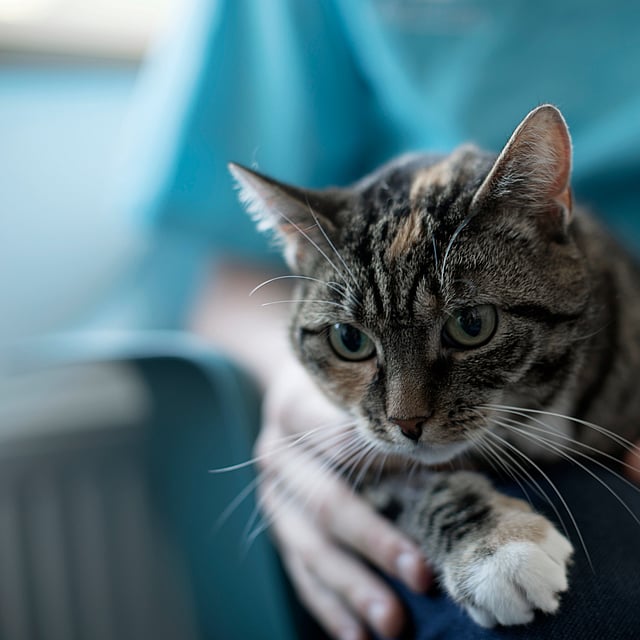 Een kat die op de schoot van een persoon zit.