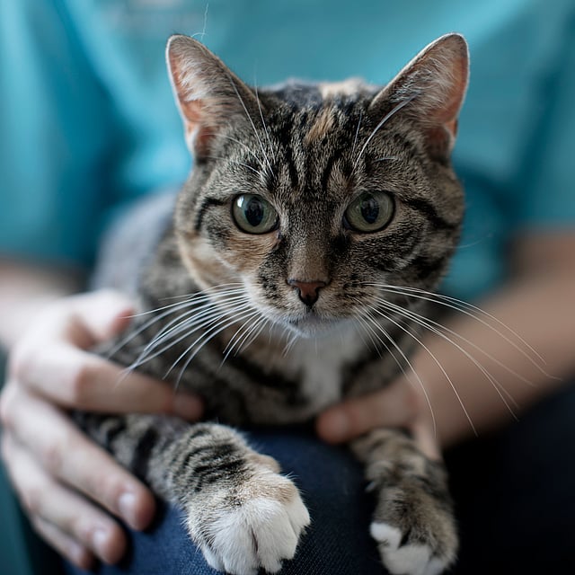 Een kat die op de schoot van een persoon zit.