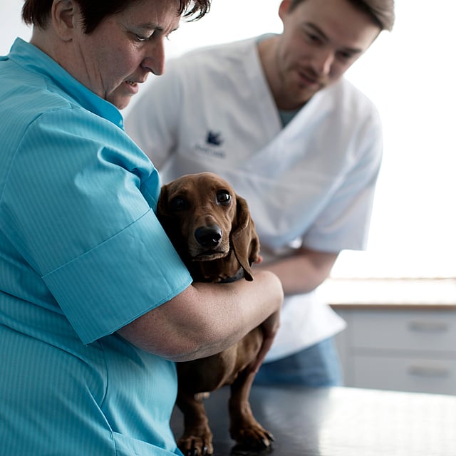 Een persoon die een hond vasthoudt.