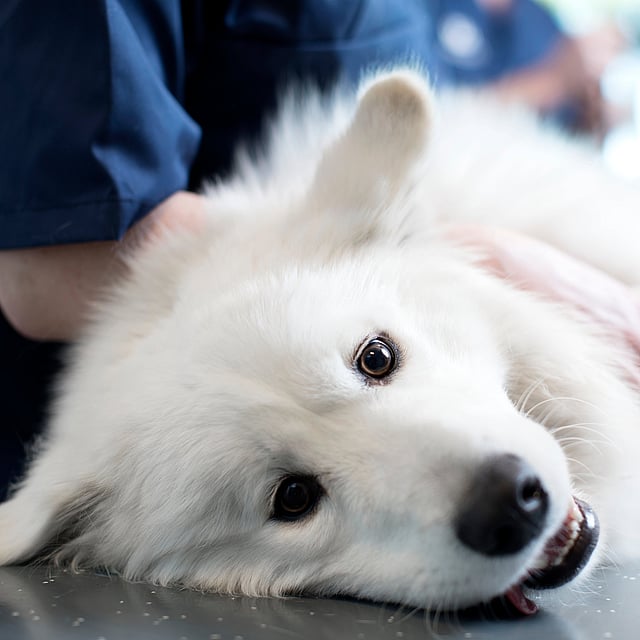 Een witte hond die op een tafel ligt.