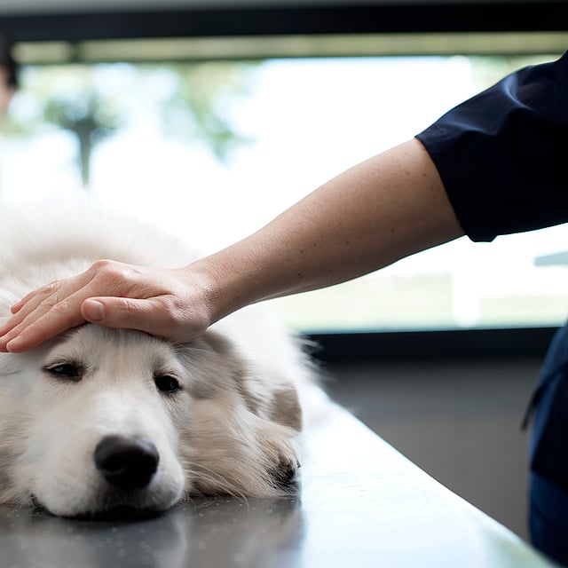 Een hand die het hoofd van een hond aanraakt.