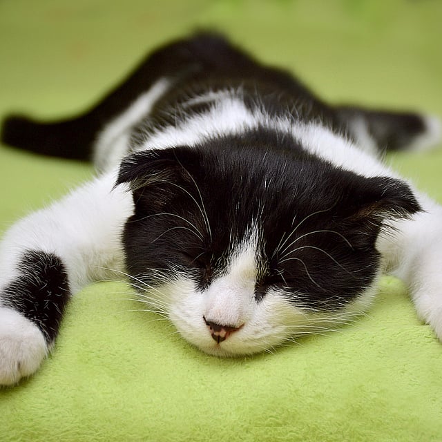 Een kat liggend op een deken.