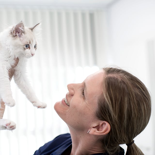 Vet holding kitten high