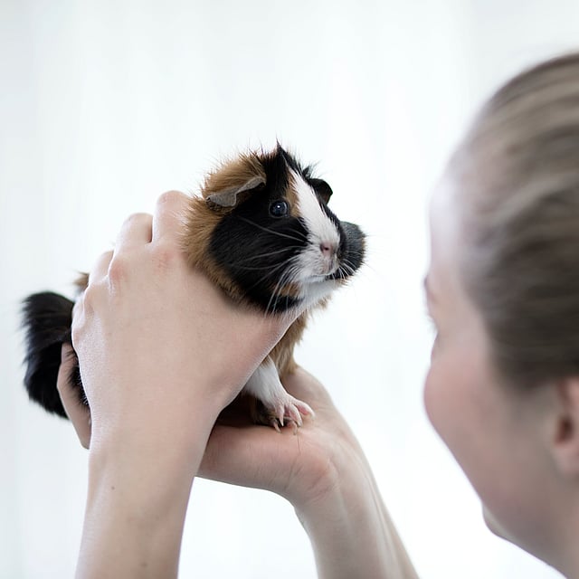 Een persoon die een cavia vasthoudt.