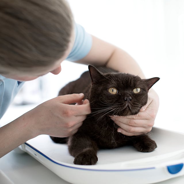 Een persoon die een kat aait.