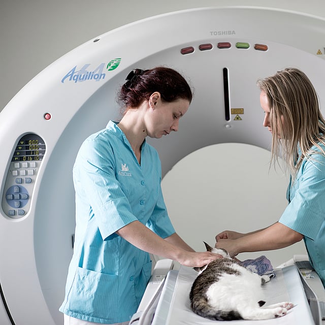 Een persoon en een kat in een CT-scanmachine.