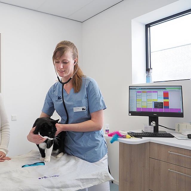 Een persoon in een wit overhemd met een kat.