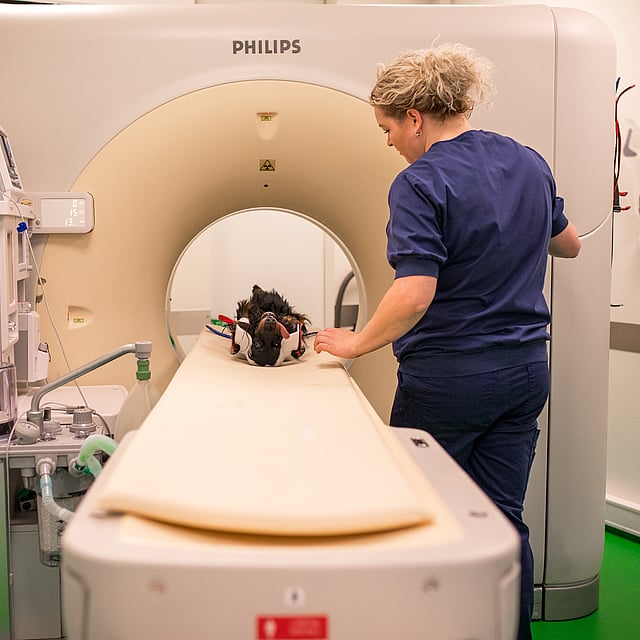 Een persoon in een blauw shirt en schrobt die zich naast een hond in een CT-scanmachine bevinden.