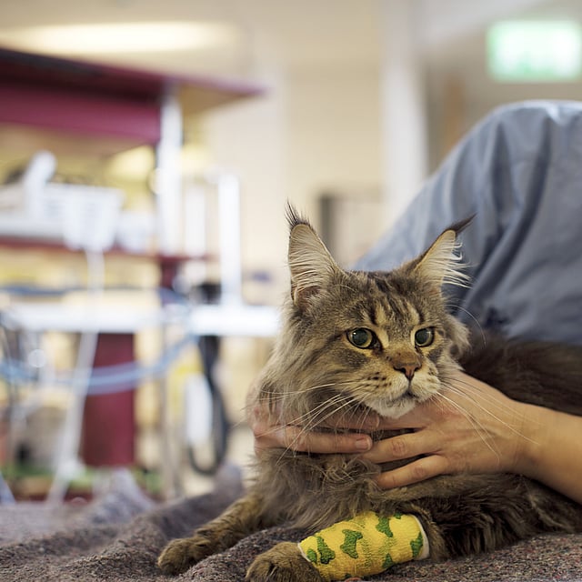 Een persoon die een kat aait.