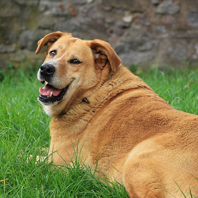 Een hond die in het gras ligt.