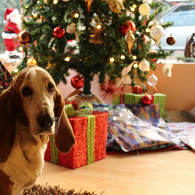 Een hond die voor een Kerstmisboom zit.