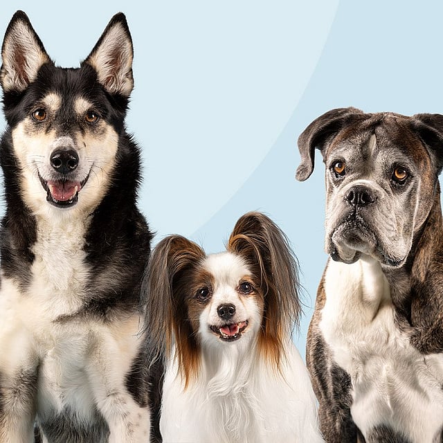Een groep honden die bij elkaar zitten.