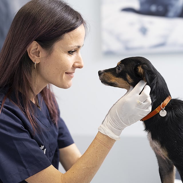 Een persoon die een hond vasthoudt.