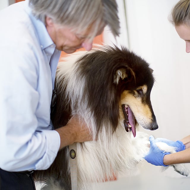 Een persoon en persoon die een hond aait.