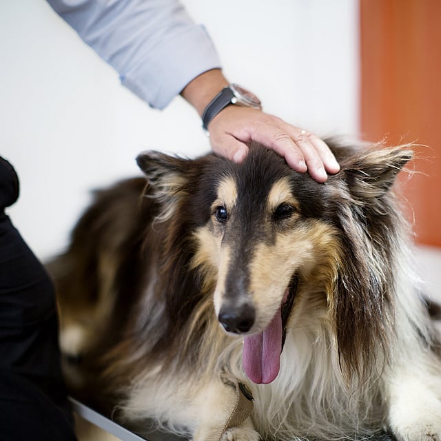 Een persoon die een hond aanraakt.