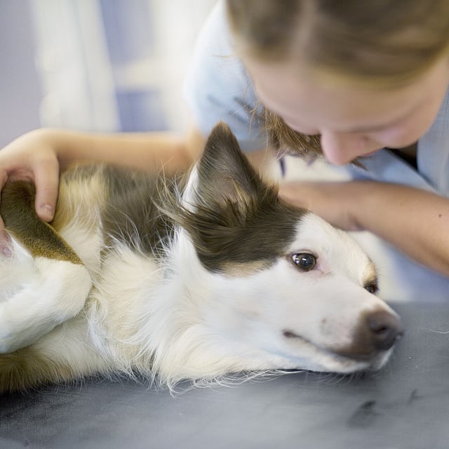Een persoon die een hond aait.